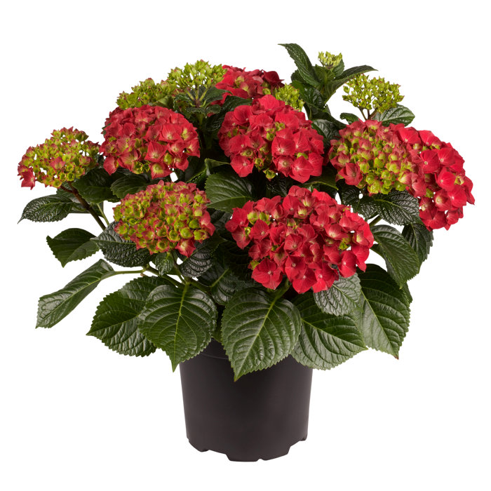 Hortensia i 17 cm potte